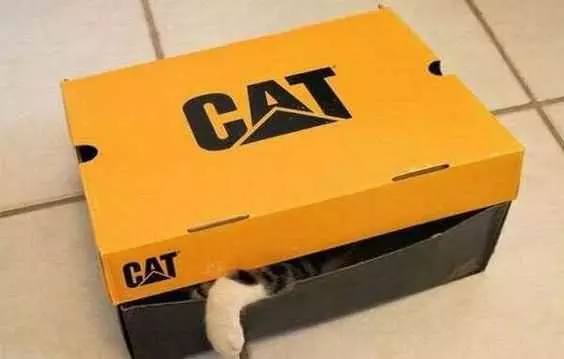 Funny Fort Cat