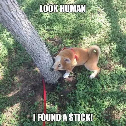 Funny Found Stick