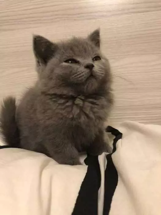Funny Gray Kitten