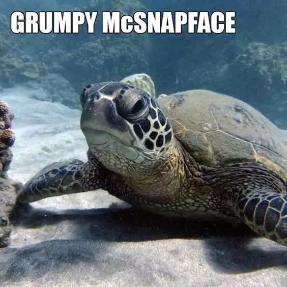 Funny Grumpy Snapface