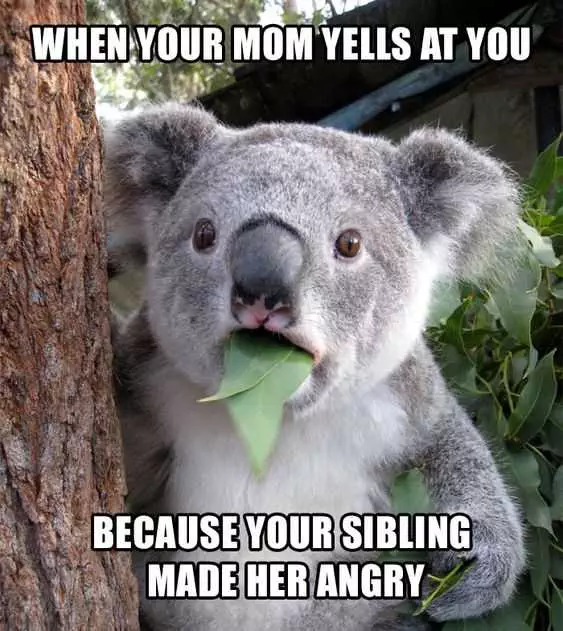 Funny Koala Yells