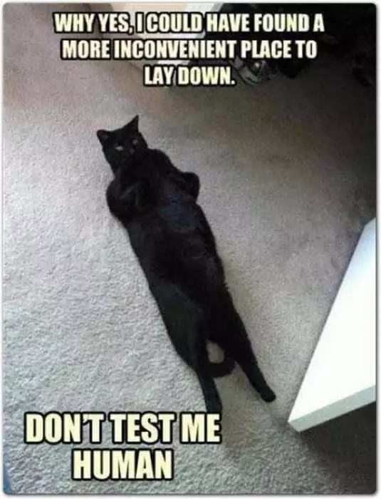 Funny Lay Down