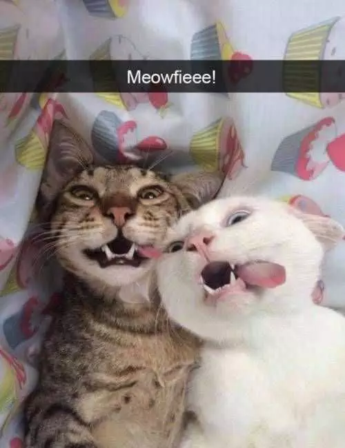 Funny Meow Selfie