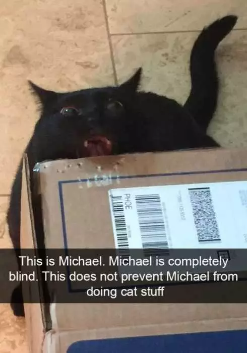 Funny Michael Cat