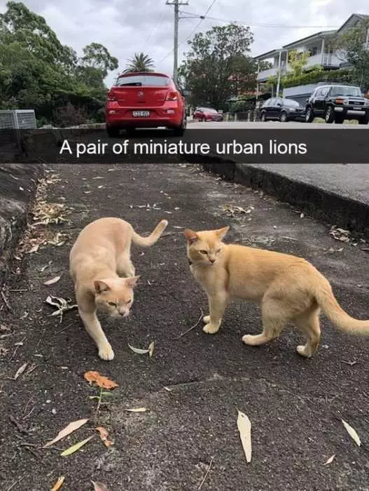 Funny Minature Lions