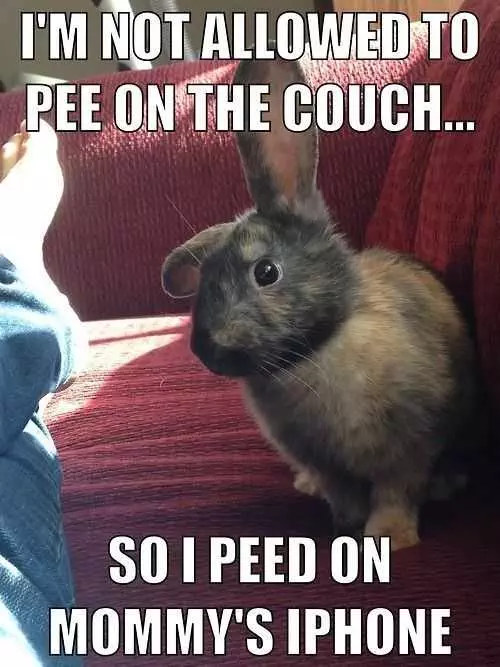 Funny Pee Couch