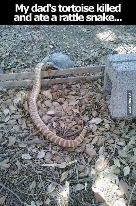 Funny Turtle Snake