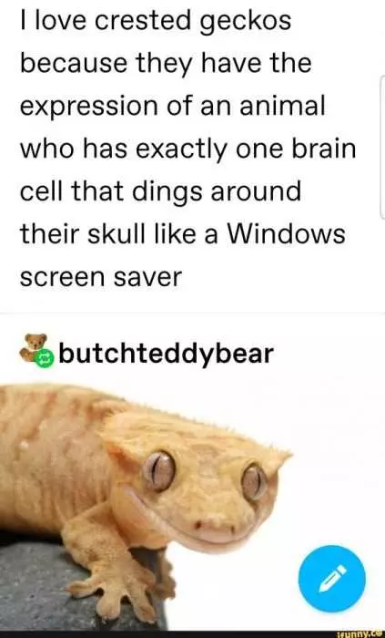 Funny Windows Screen Saver