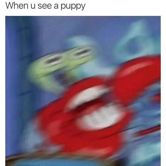 Meme See Puppy