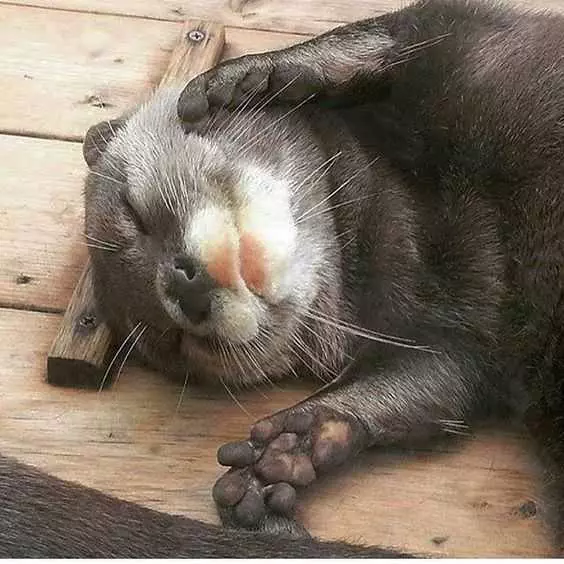 Otter Sleep Cuddle