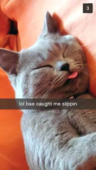 Sleep Cat Bae