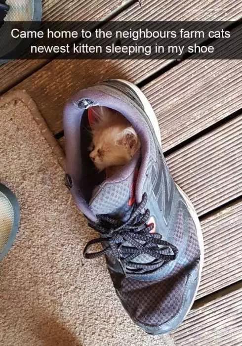 Sleep Cat Shoe