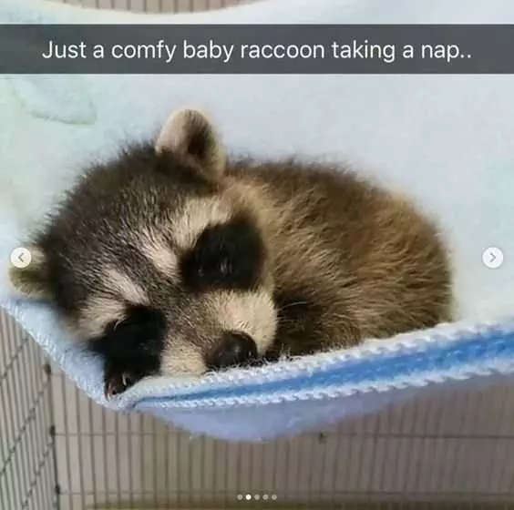 Sleep Racooon Nap