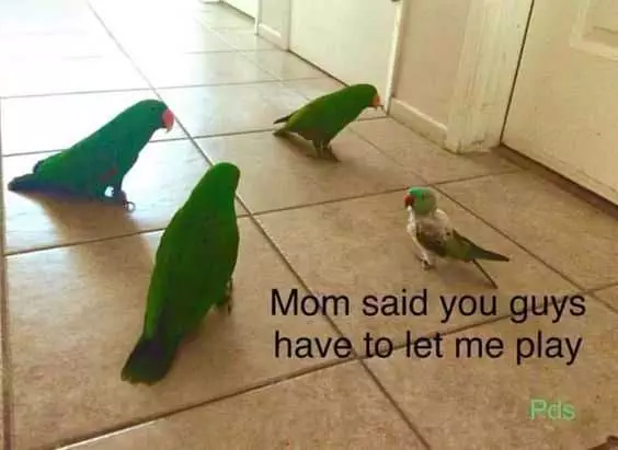 Funny Bird Mom