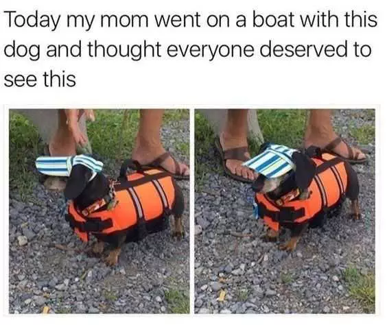 Funny Boat Dog