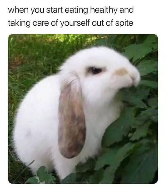 Funny Bunny Spite