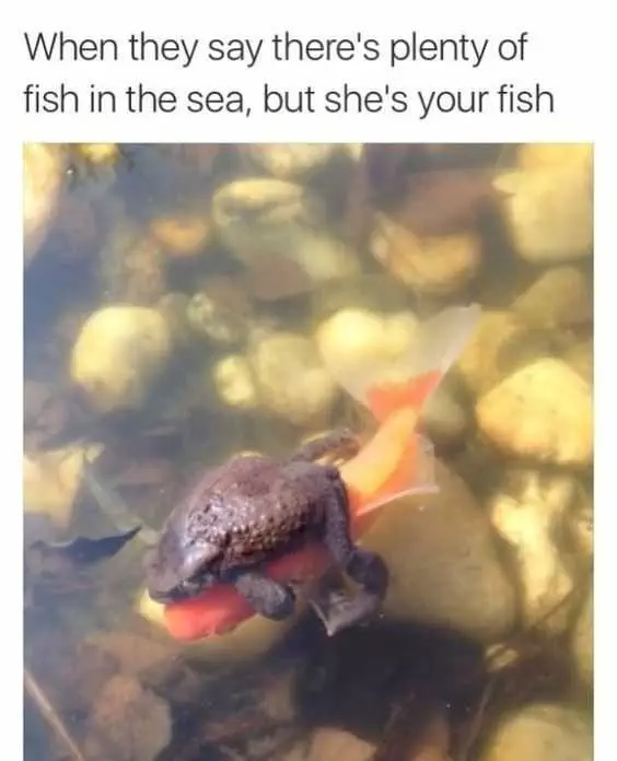 Funny Fish Sea