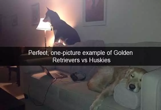 Funny Golden Huskies