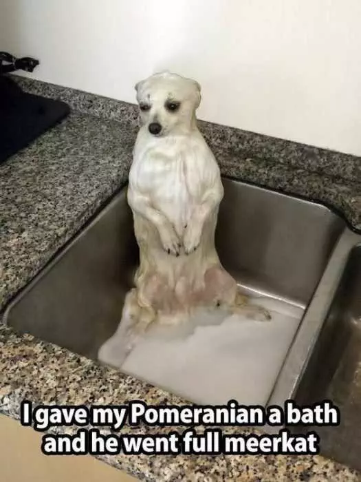 Funny Pomeranian Dog