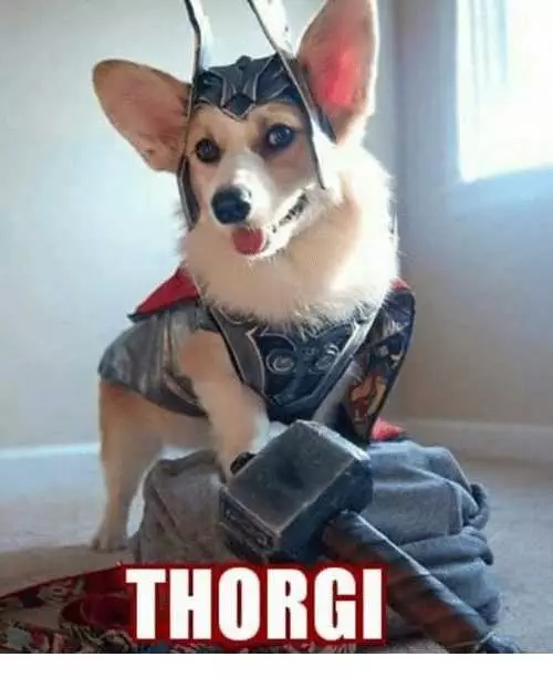 Funny Thorgi