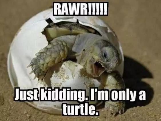 Funny Turtle Rawr