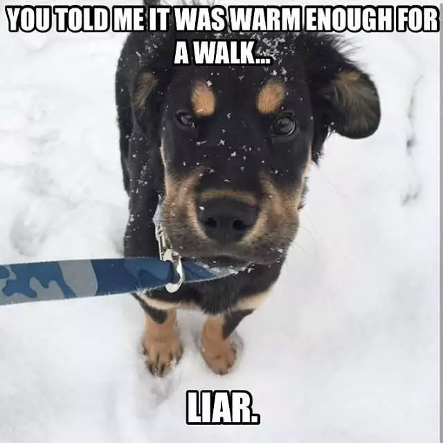 35 Funny Animals Who Are Definitely Not Ready For Winter