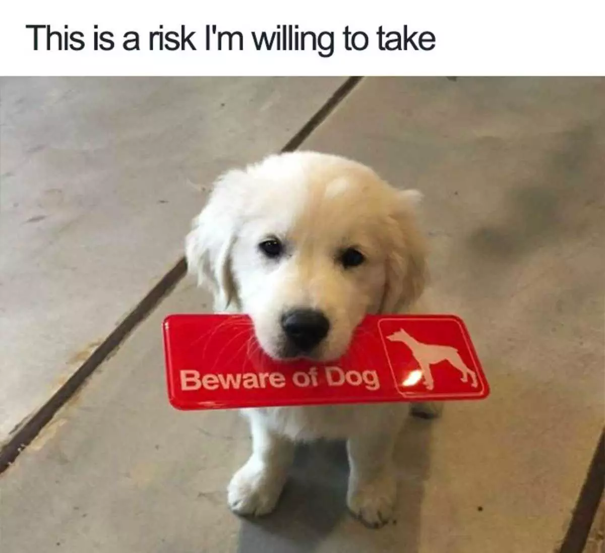 Pet Bewaredog
