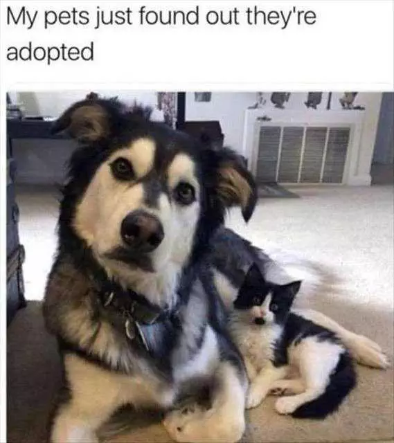 Pet Dogadopted