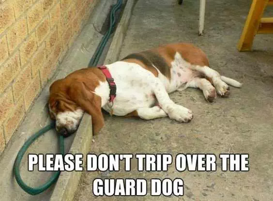 Pet Guarddog