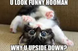 Pet Upsidedown