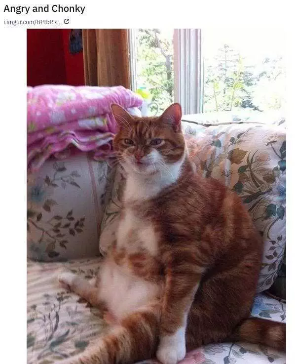 Funny Angry Chonk