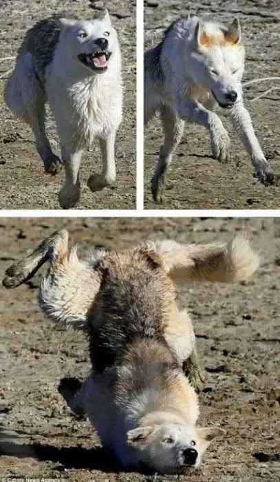 Funny-Animals-Worse-Than-You-1 Funny Animals Worse Than You 1