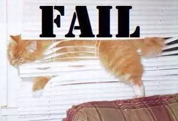 Funny Cat Blinds Orange