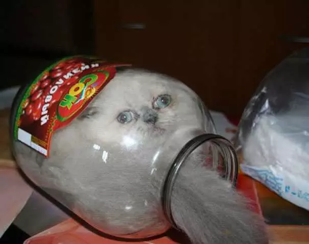 Funny Cat Jar