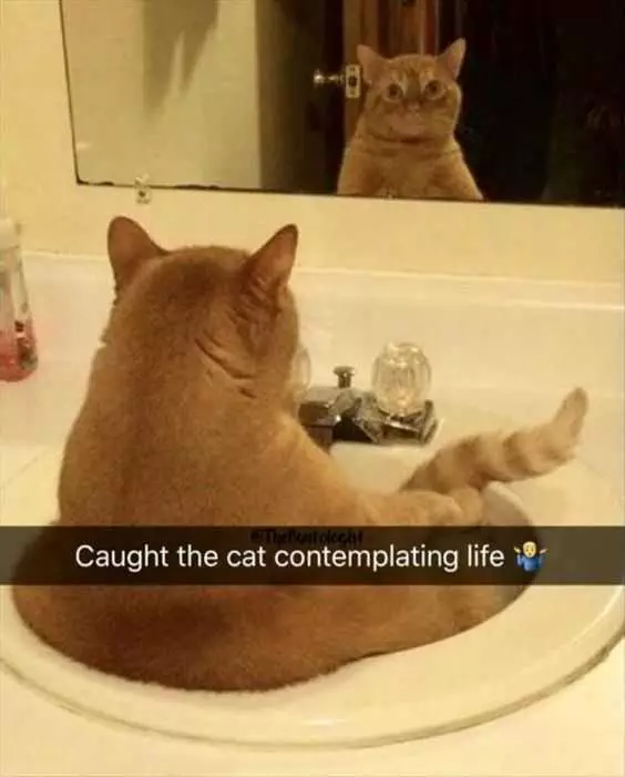 Funny Cat Mirror
