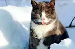 Funny Cat Snow Blep