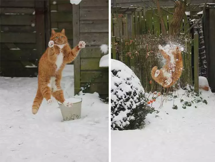 Funny Cat Snow Fail