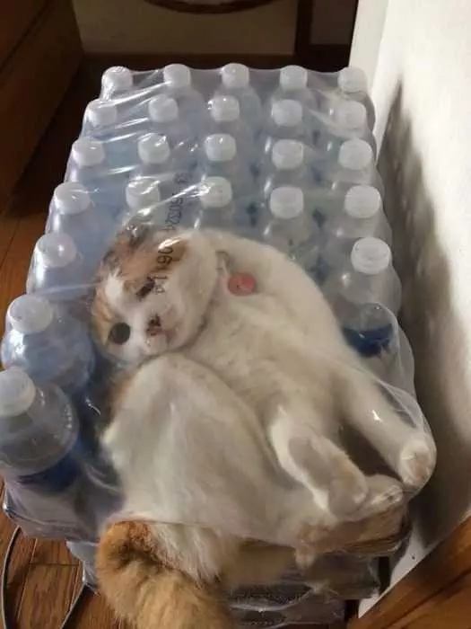 Funny Cat Water Bottles