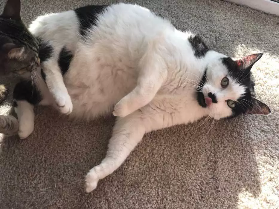 Funny Chonky Blep 1