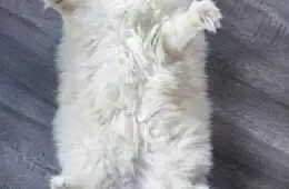 Funny Chonky Fluffy