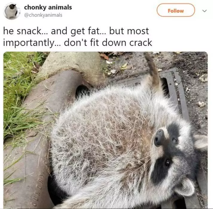 Funny Chonky Racooon Crack