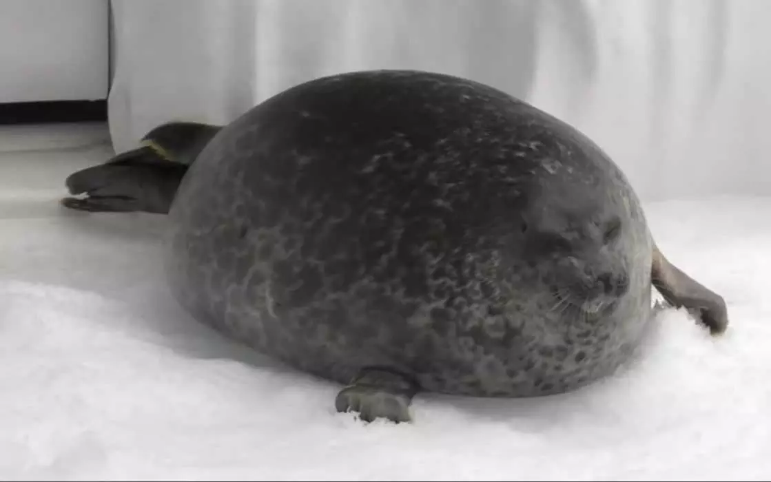 Funny Chonky Seal