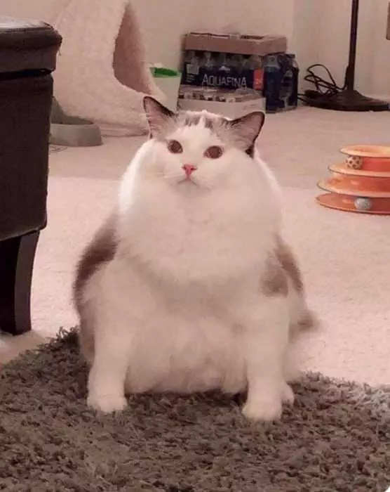 Funny Chonky White Cat