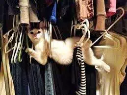 Funny Closet Cat