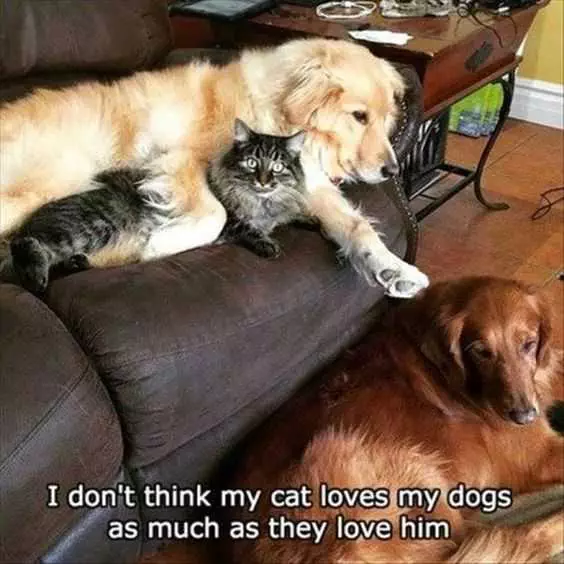 Funny Dog Cat Hug