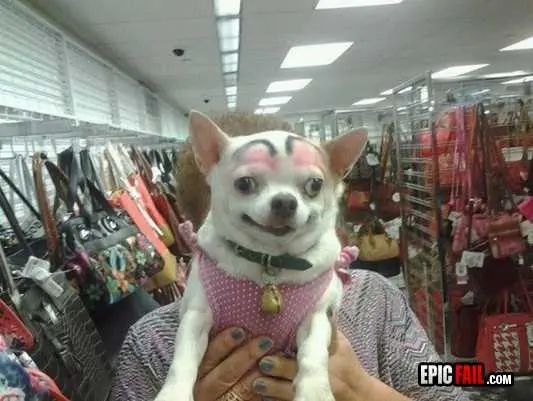Funny-Dog-Eyebrows Funny Dog Eyebrows