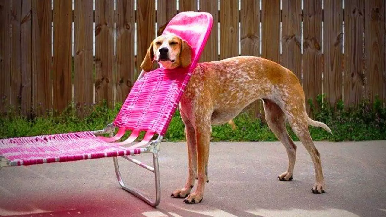 Funny Dog Lawn Chair