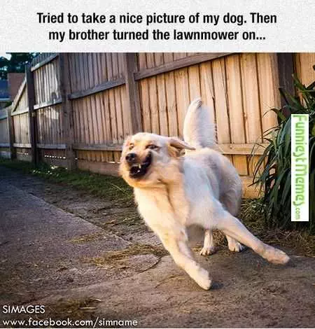 Funny Dog Run