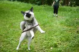 Funny Dog Stick