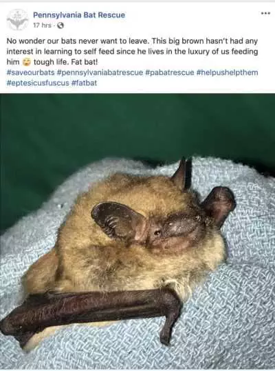 Funny Fat Bat